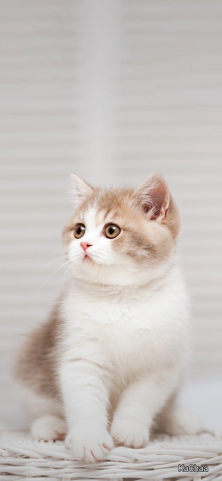 (◕ᴥ◕)