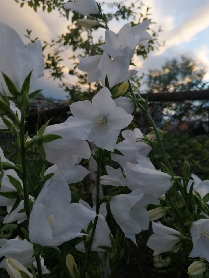 колокольчики, White flowers
