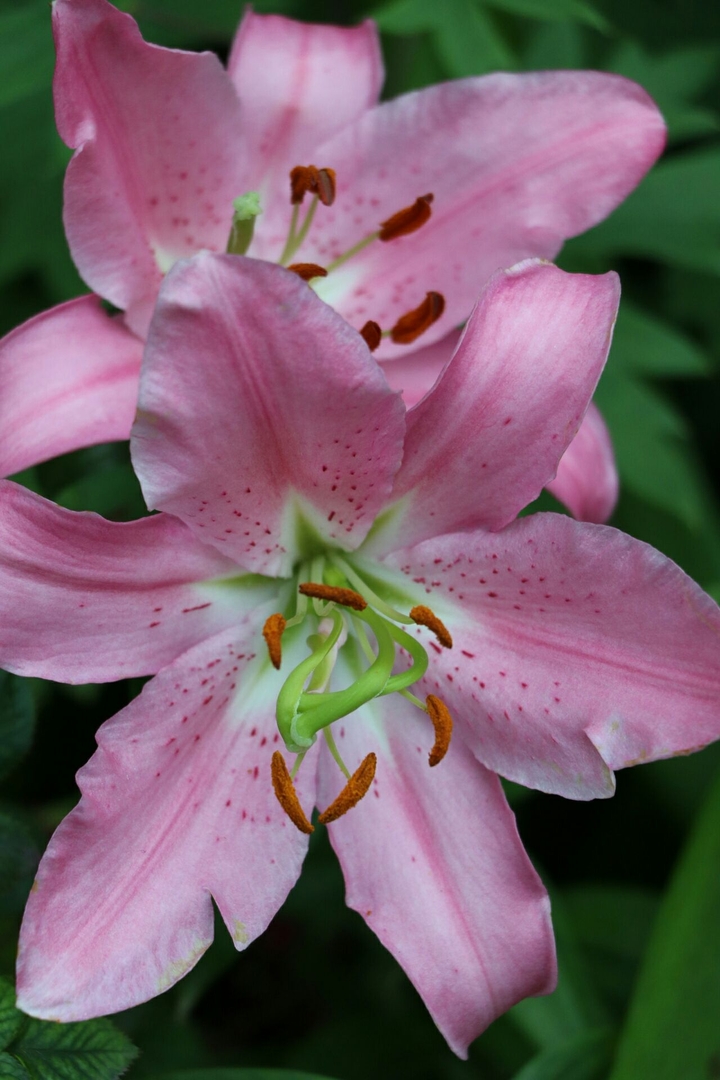 pink flowers