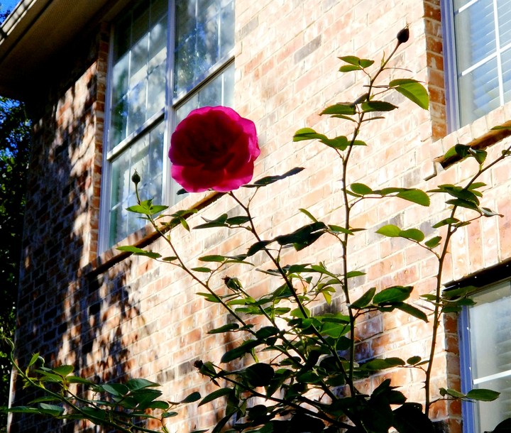 flover