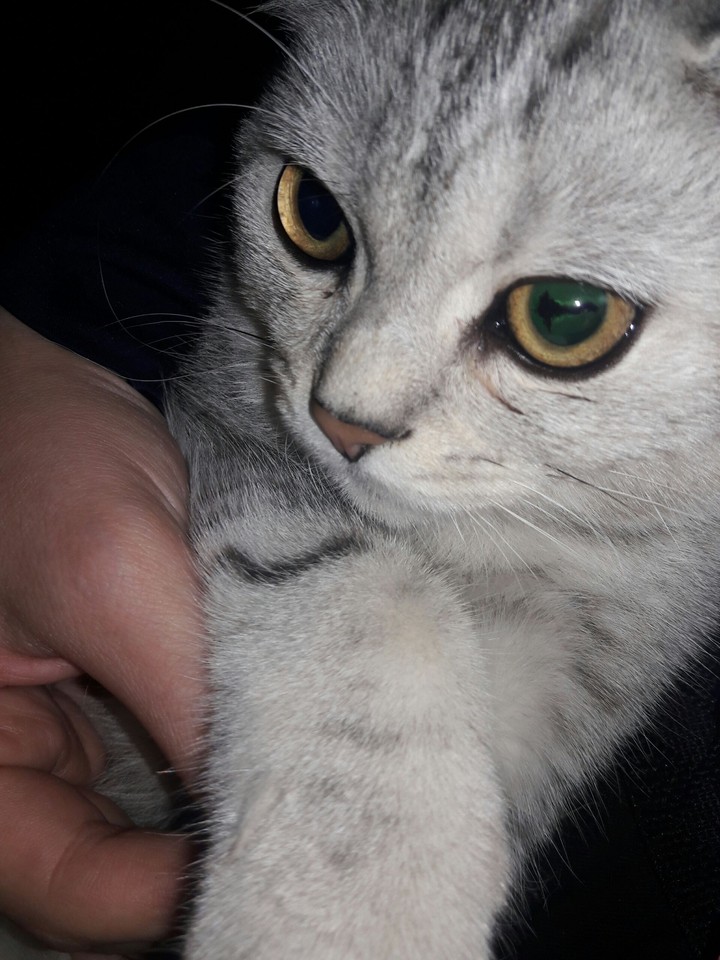 a cat