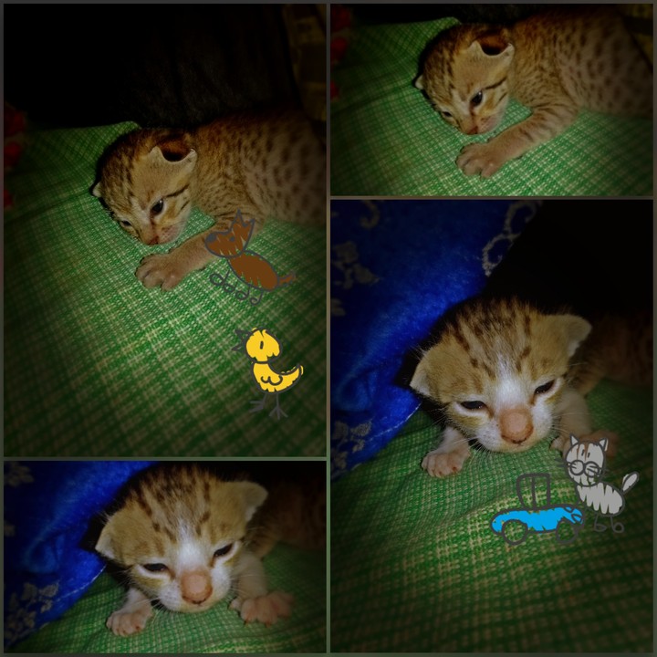 cute little cats