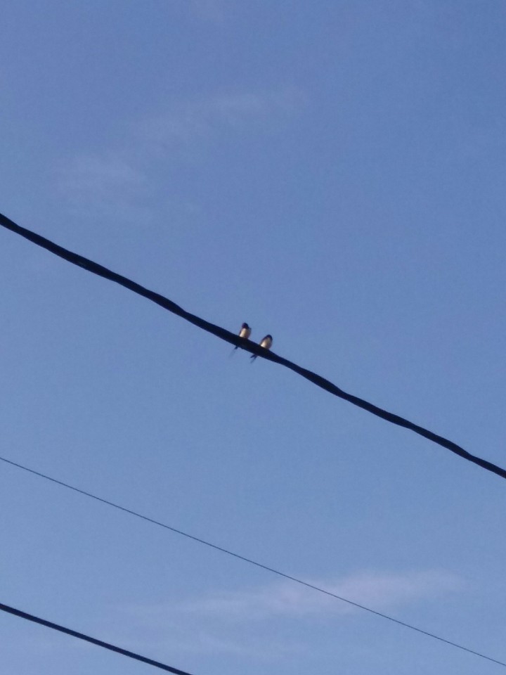 love is in the air