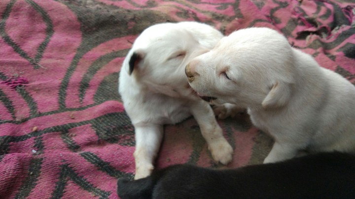 the cute puppy