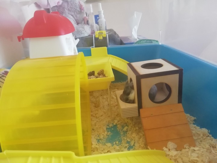 My little love hamster. Name: Gienia, age: 2 months, girl.
