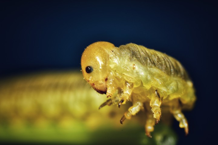 macro