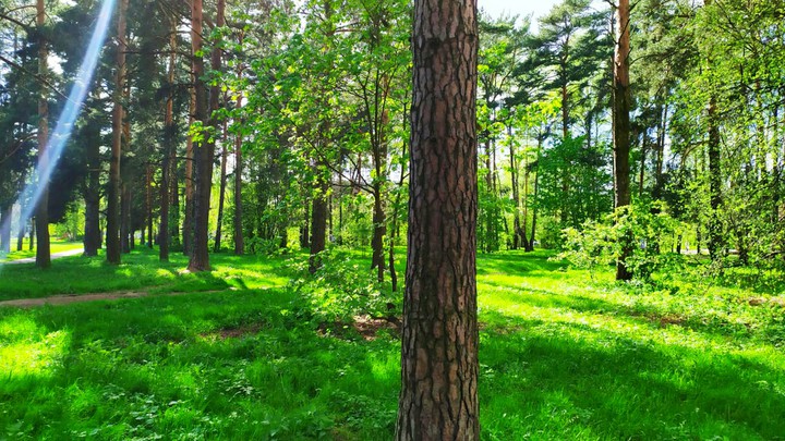 Лес