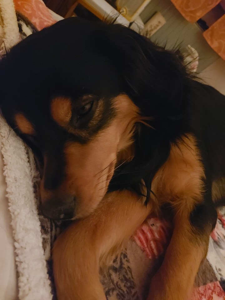 tesoro mio