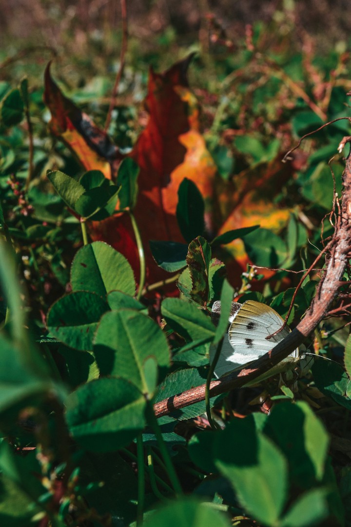 autumn butterfly