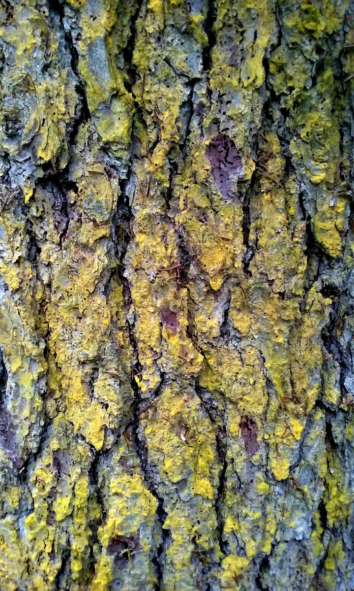 Corteccia
