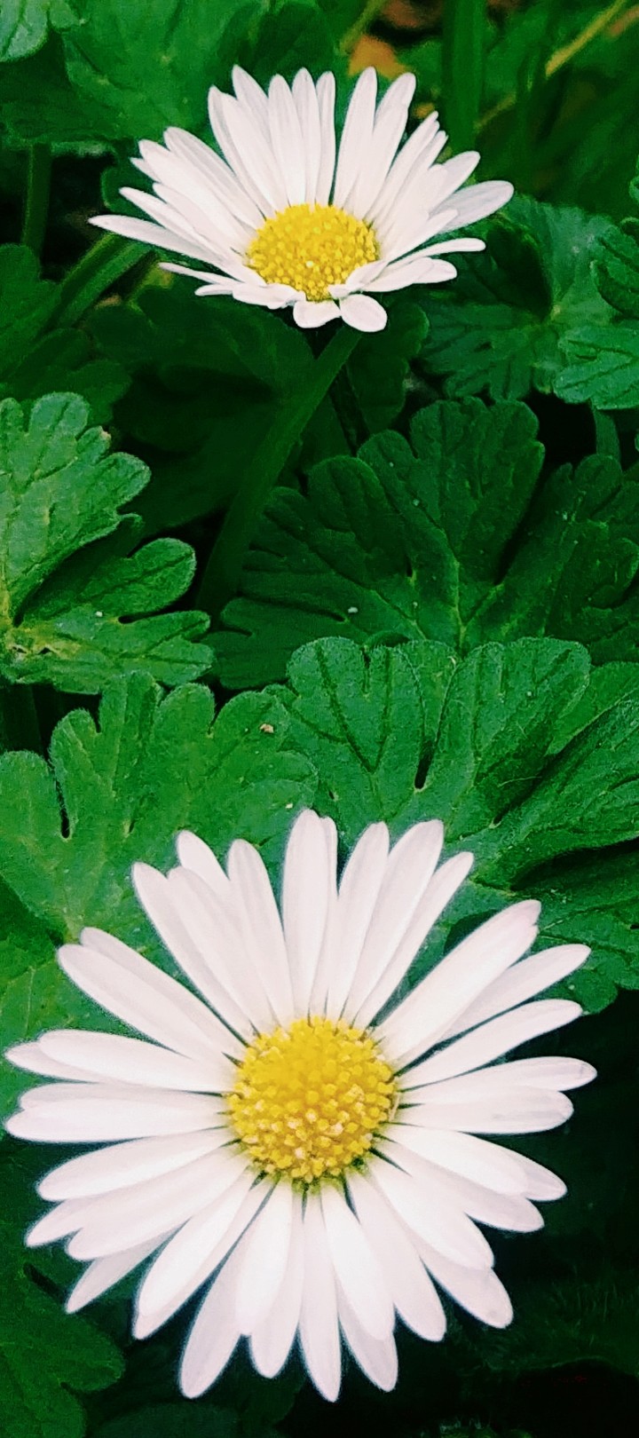 Daisy is a reason why...