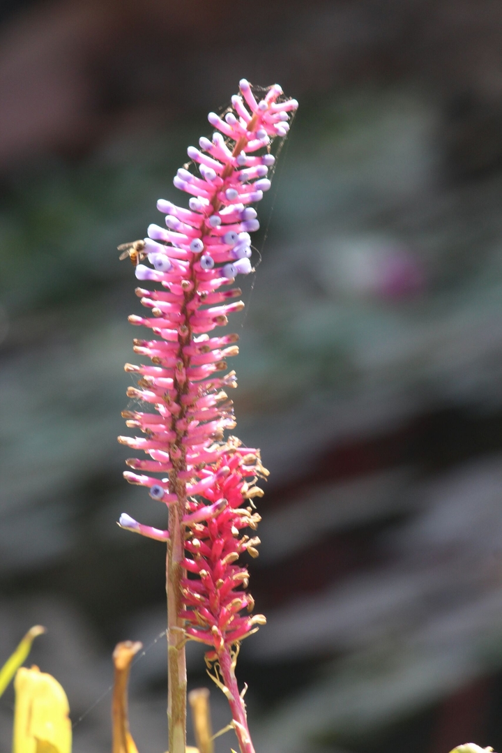 natural beautiful flowers