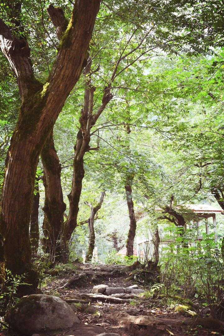 طبیعت