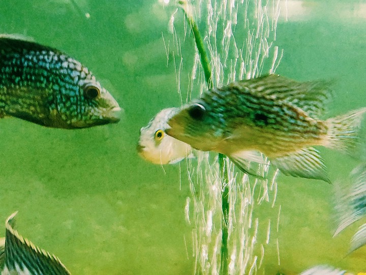 fish