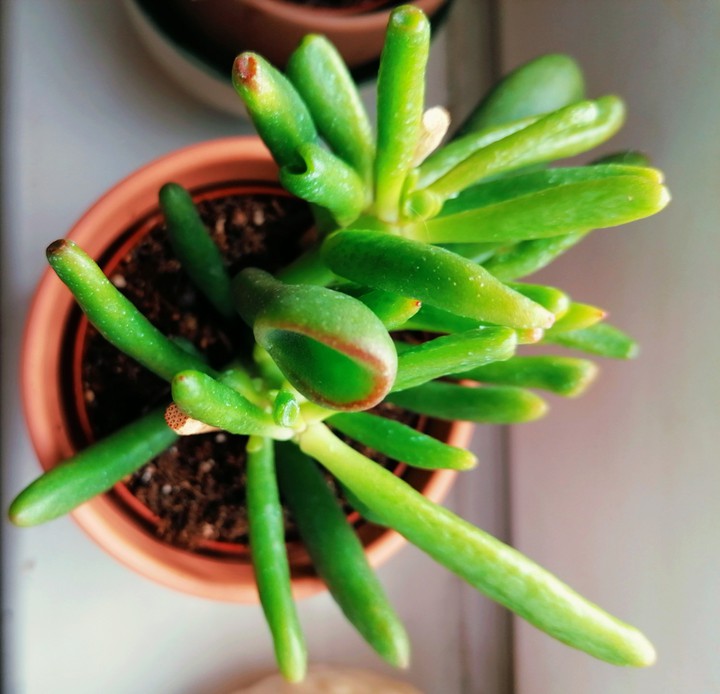 succulents