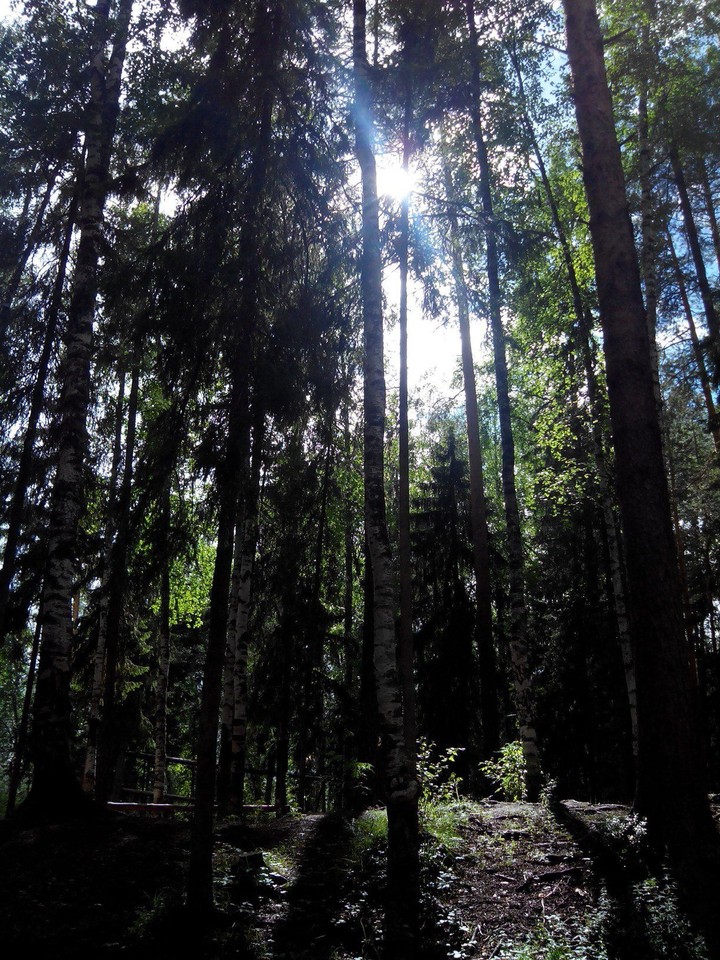 Trees