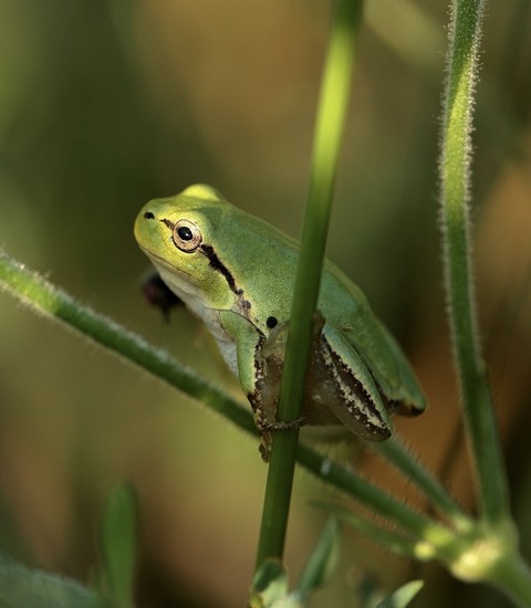 fonds d'écran Close-up, frog