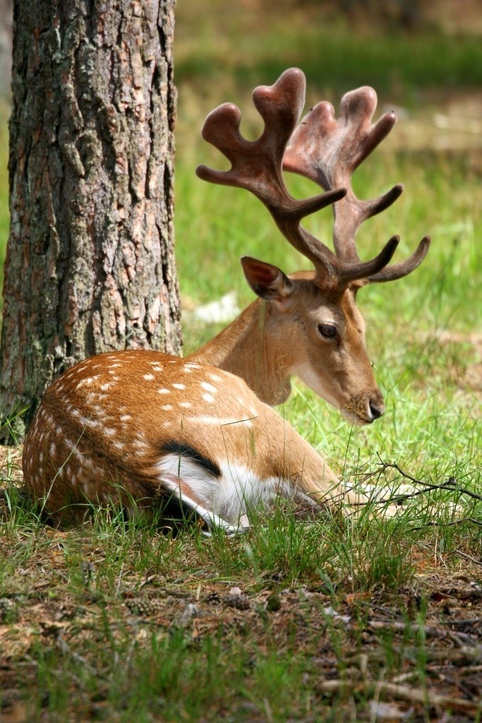 Deer