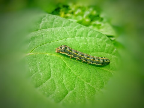 parasite, larva wallpapers