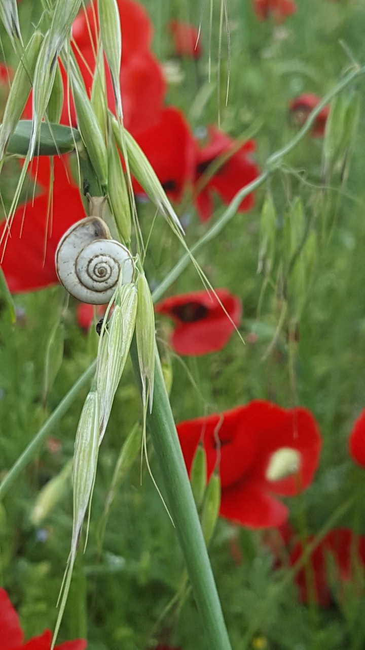 Snail