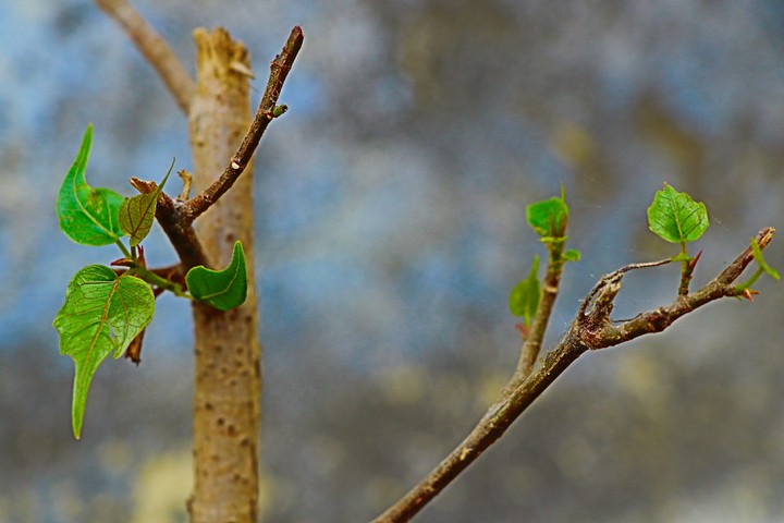 FICUS RELIGIOSA