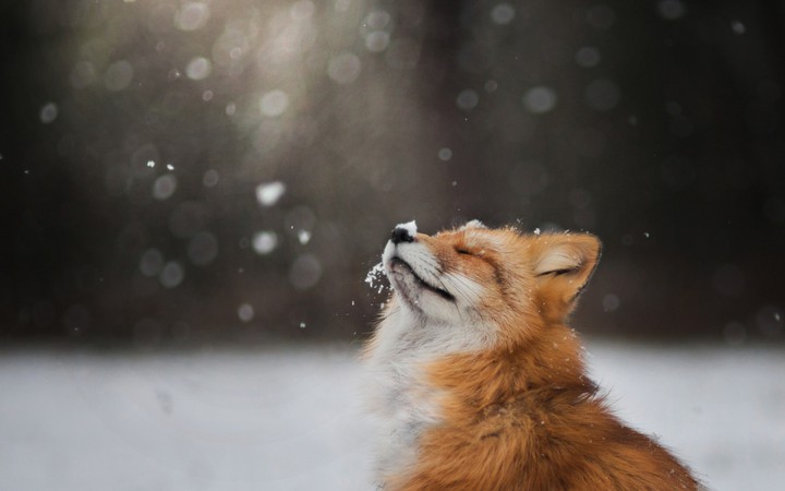 fox