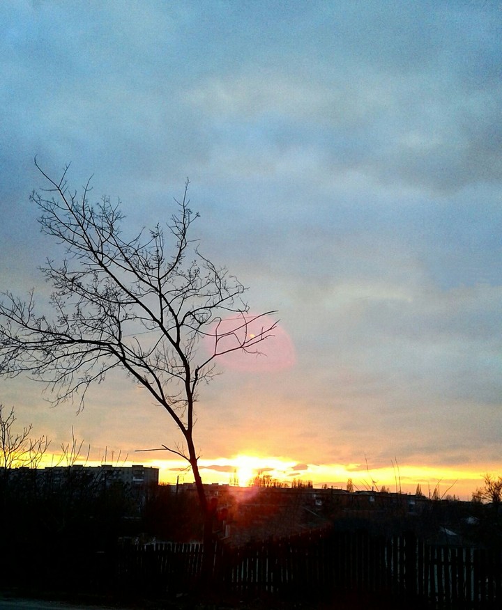 Lonely tree