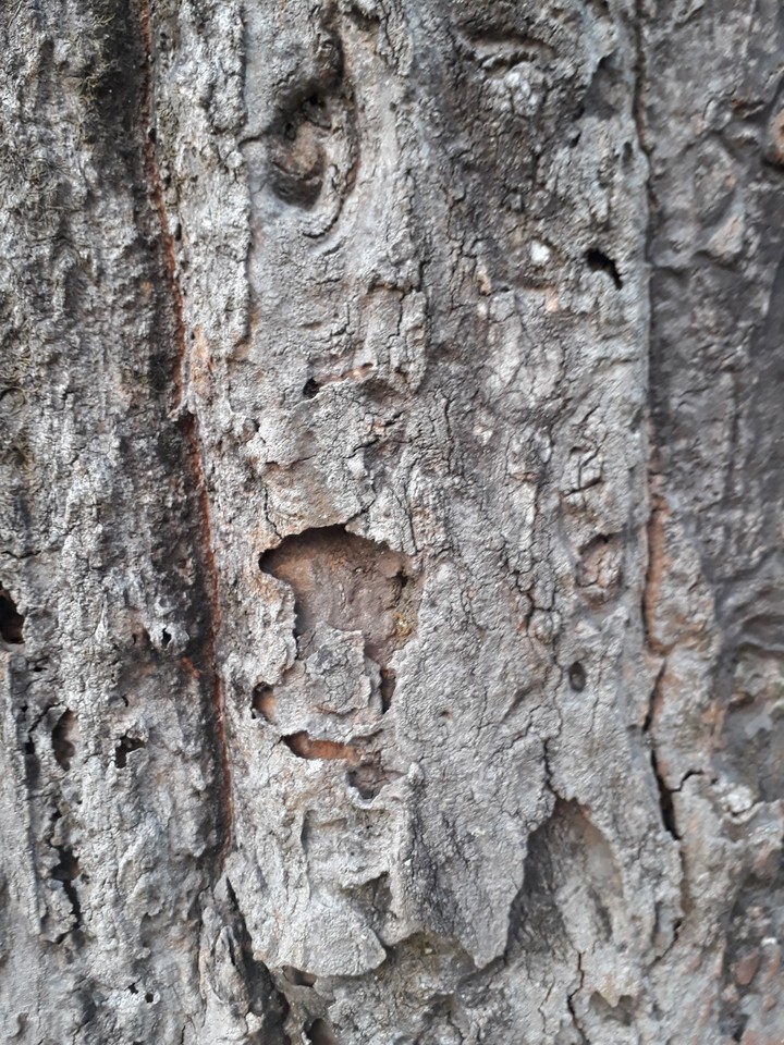 bark