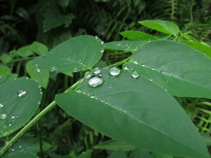 dew & green