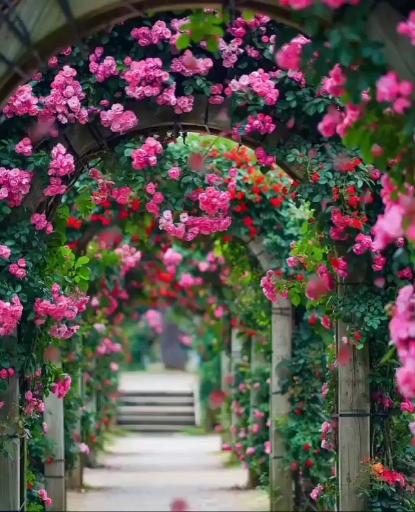 Rain roses