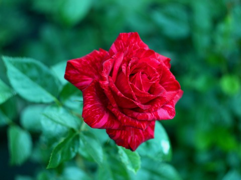 тапети floribunda, botany