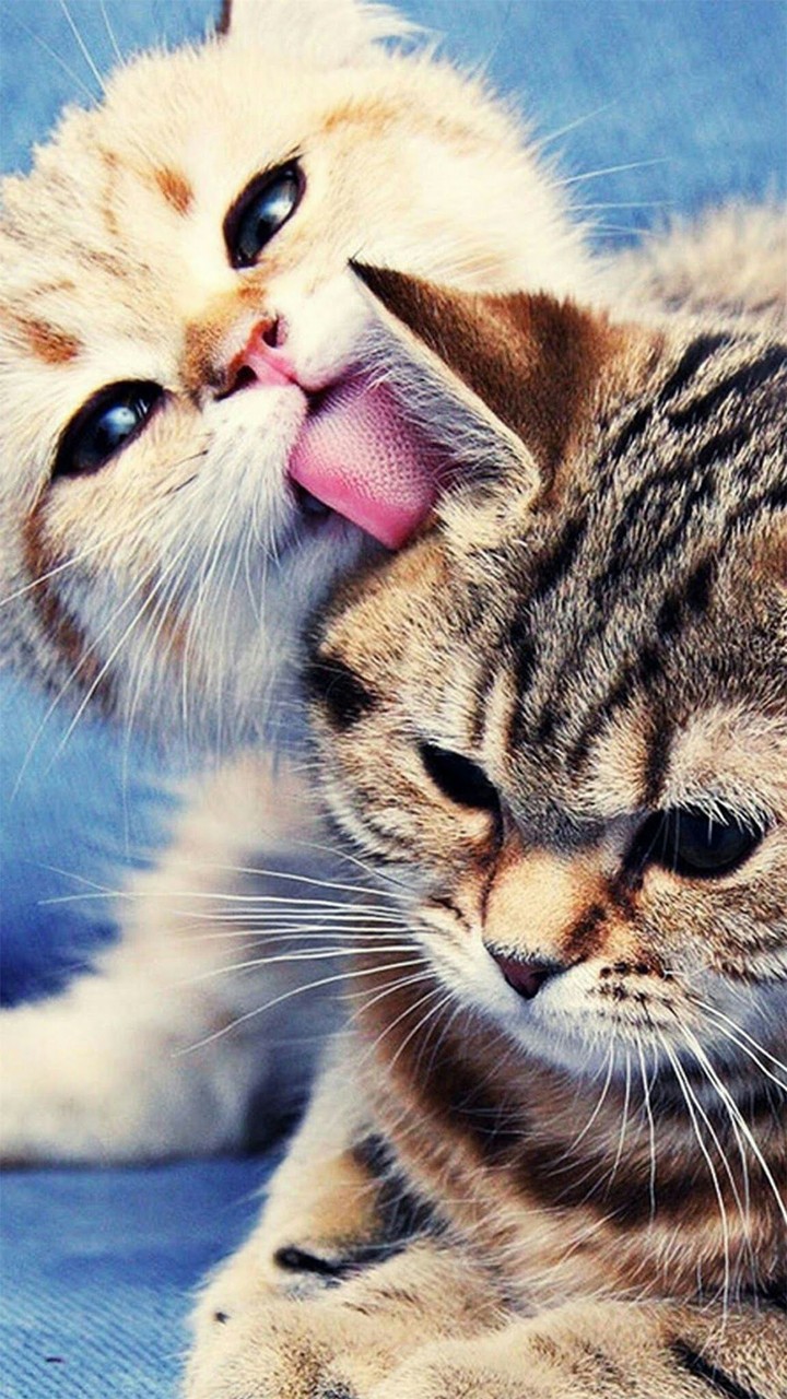 cute cats