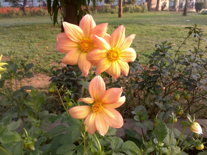 flowers