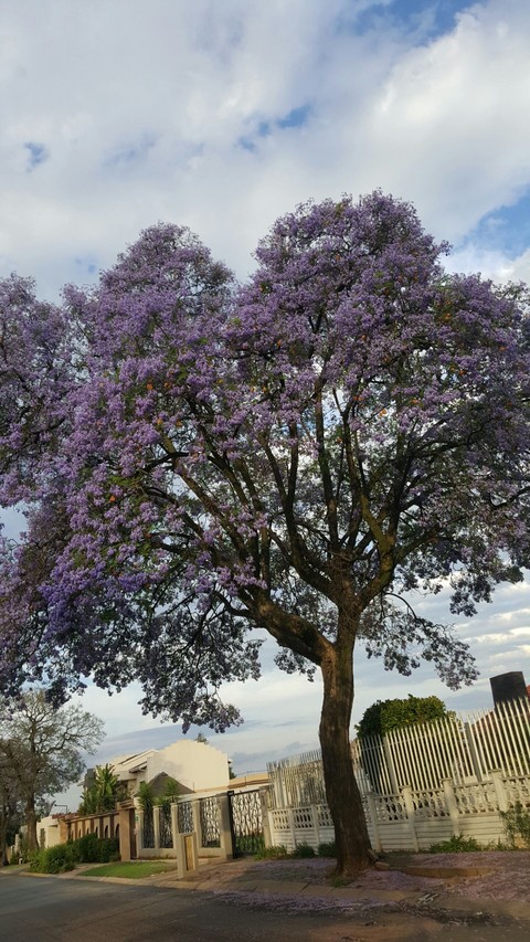 Jacaranda