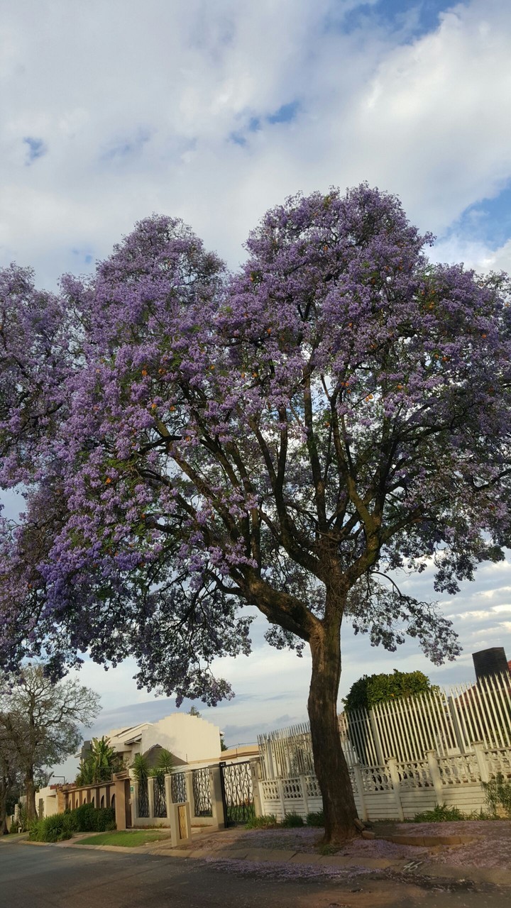 Jacaranda
