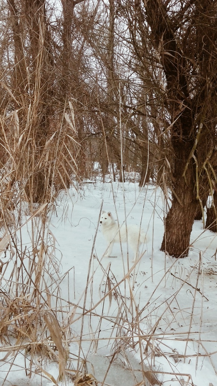 зима