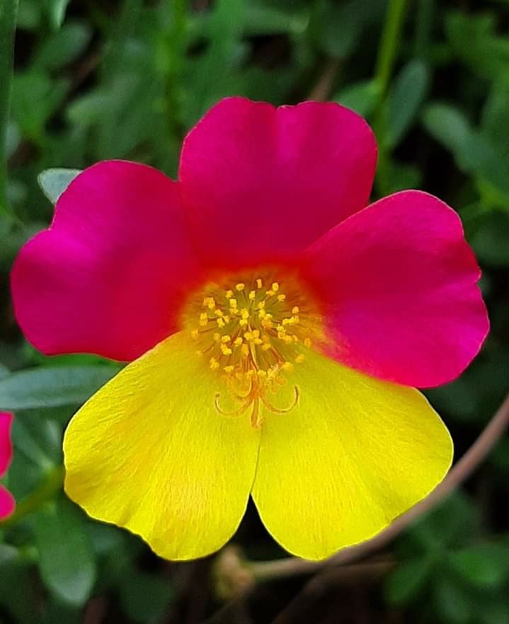 Purslane