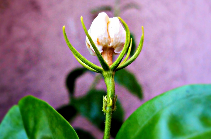Flower Not Opened Yet