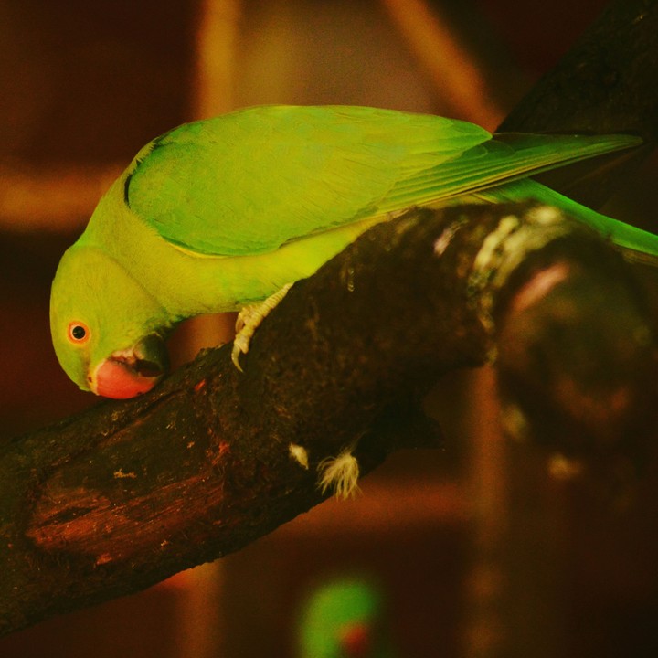 Speak like a parrot