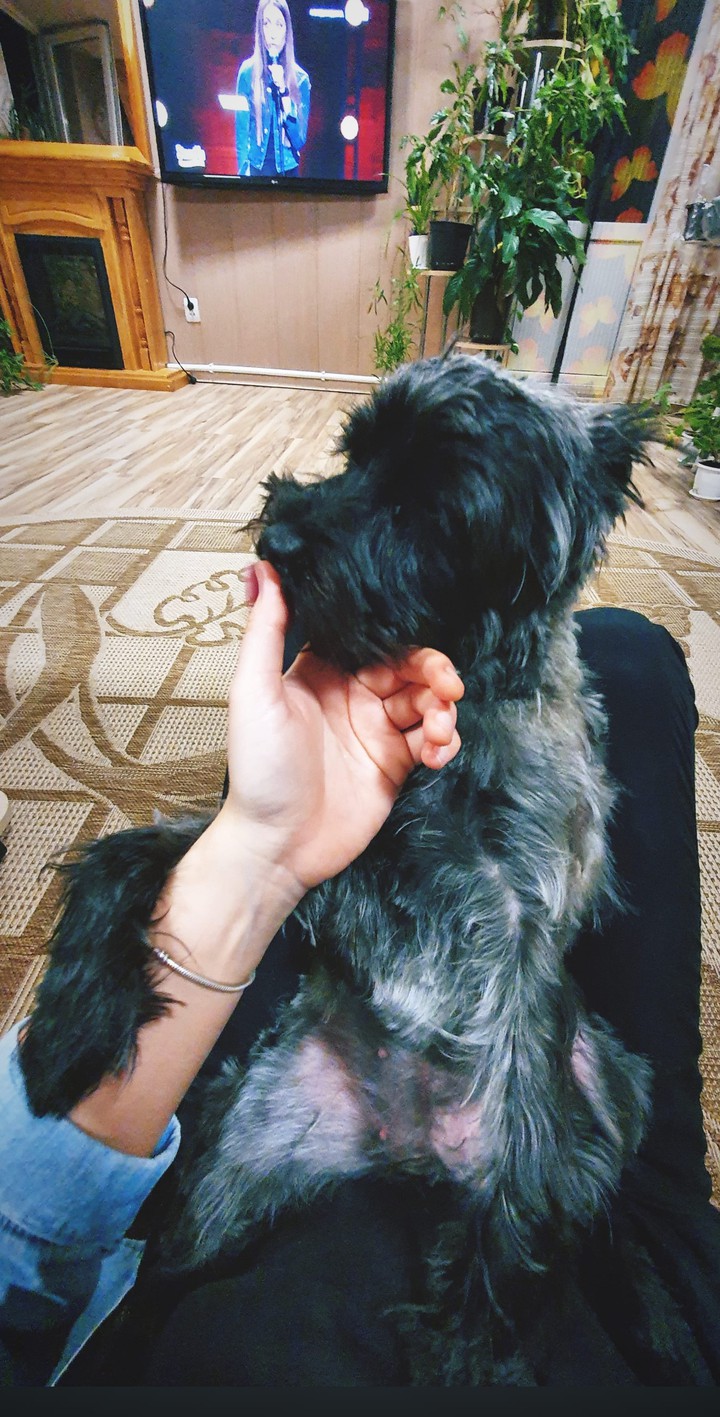 dog