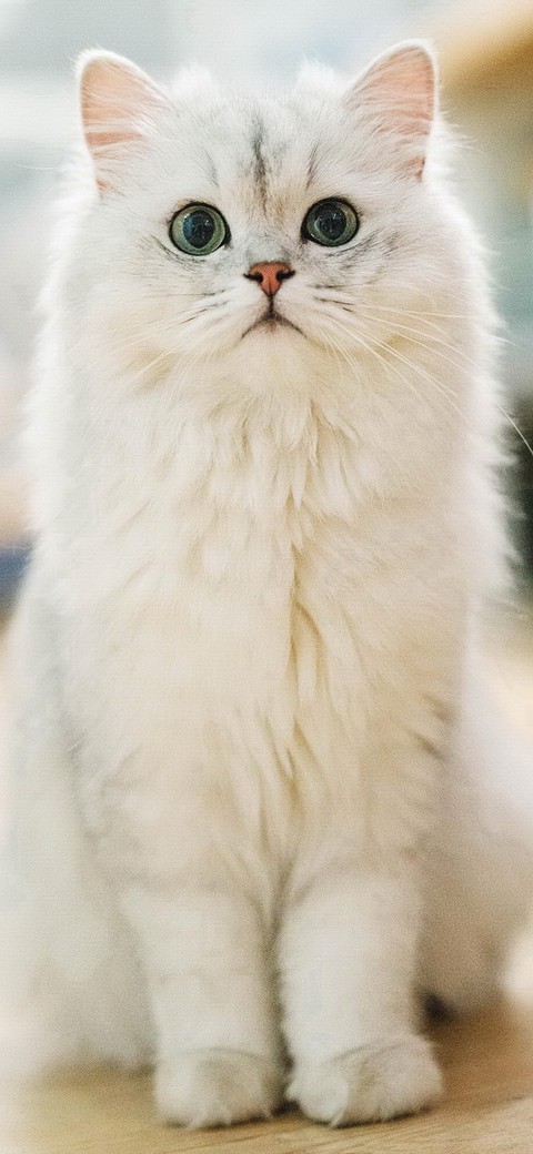 papéis de parede cat, persian