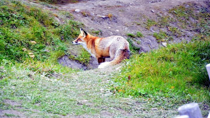 Fox