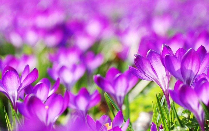 Lavender flowers
