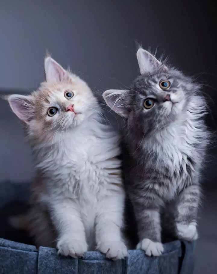 cats❤️