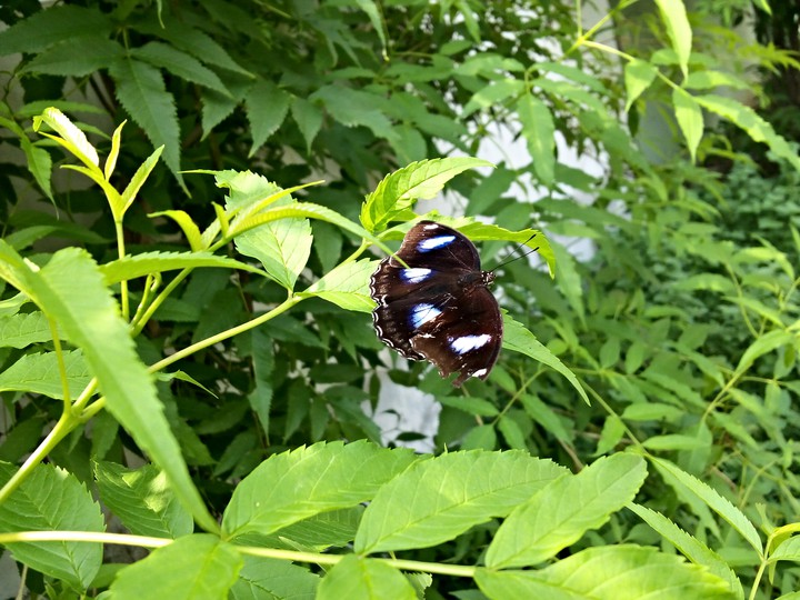 Butterfly-2