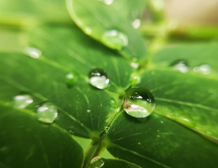 Nature's gift