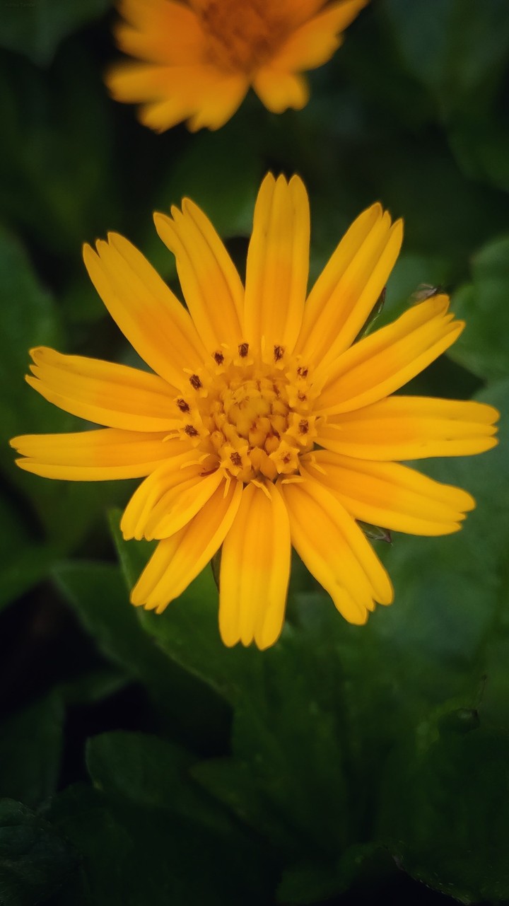 Nature and Flower