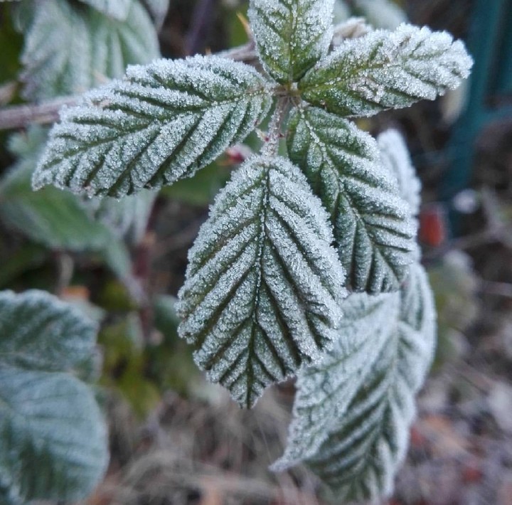 leaves