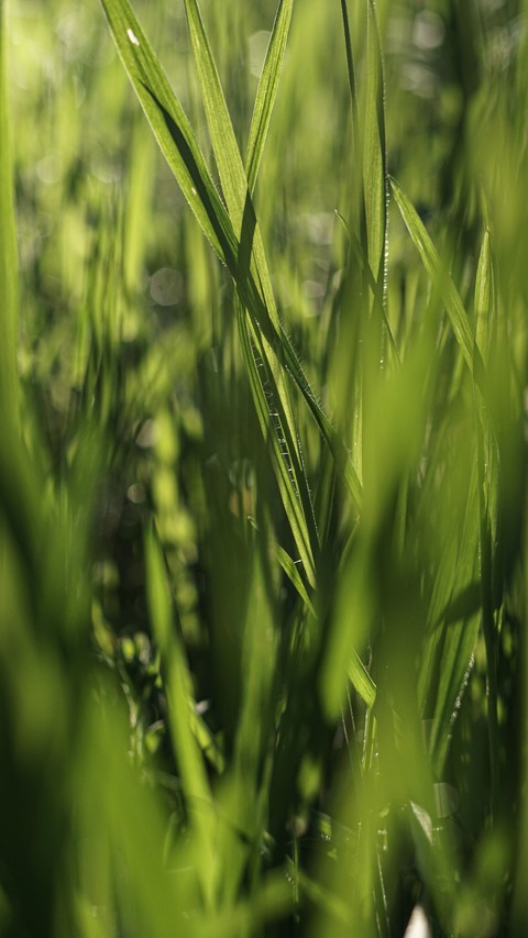 dew, grass wallpapers