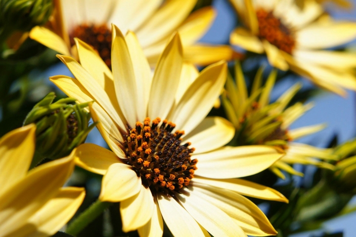 yellow of flower